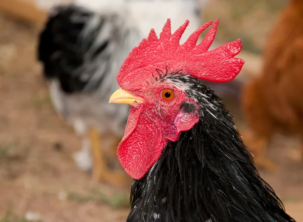 Handsome young black bantam rooster — Stock Photo, Image
