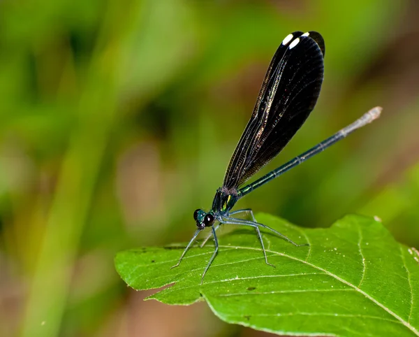Weibliche Schwarzflügellibelle ruht auf einem Blatt — Stockfoto