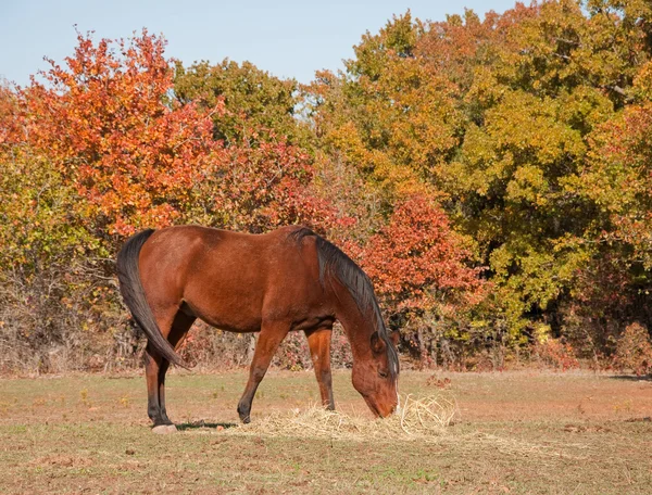 Kırmızı koyu at sonbahar otlak saman yiyor — Stok fotoğraf