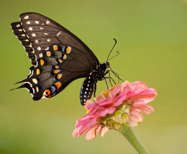 Kobieta czarny swallowtail motyl karmienia na różowy kwiat — Zdjęcie stockowe