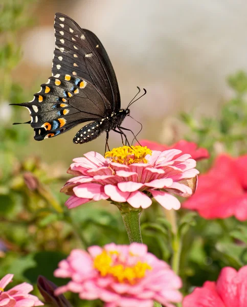 Piękne wschodniej czarny swallowtail motyl w ogrodzie — Zdjęcie stockowe
