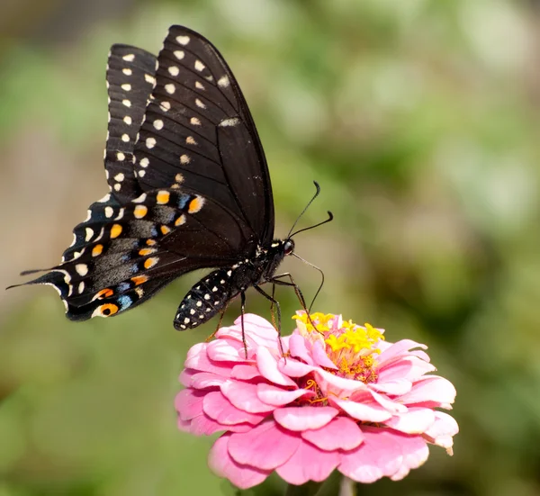 Schwarzer Schwalbenschwanz-Schmetterling ernährt sich von rosa Zinnien — Stockfoto