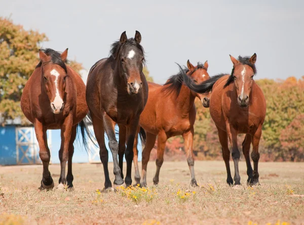 Cuatro caballos de la bahía caminando hacia el espectador — Foto de Stock