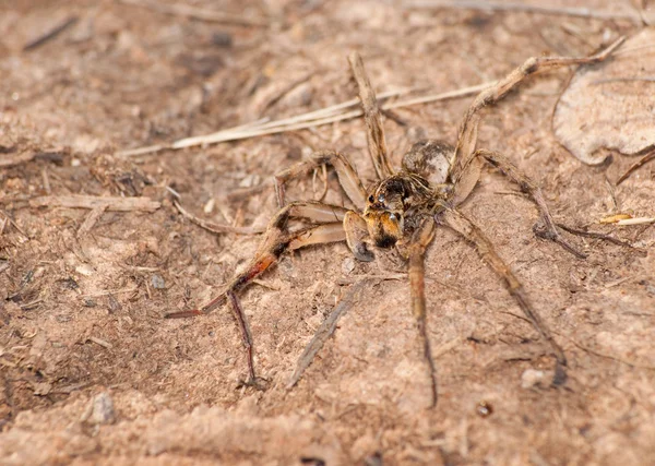 オオカミのクモ、geolycosa 穴を掘る — ストック写真