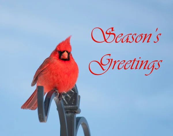 Tarjeta de felicitación de la temporada con macho rojo Northern Cardinal —  Fotos de Stock
