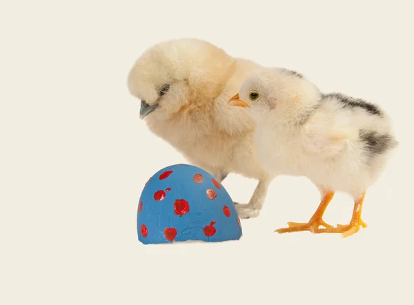 Huhn oder Ei? — Stockfoto