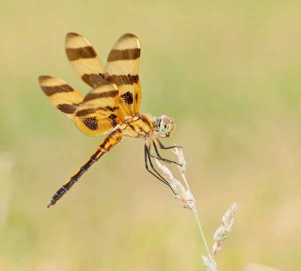 Halloween Pennant, Celithemis eponina, dragonfly — Stock Photo, Image