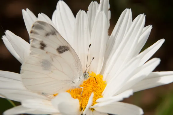 Karierter weißer Schmetterling getarnt — Stockfoto