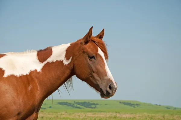 Молодой покрашенный конь на фоне прерий — стоковое фото