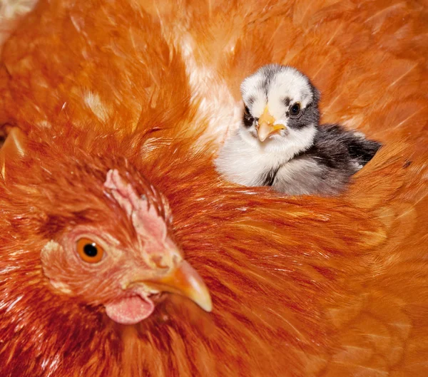 Adorable baby chick resting in safety of mama hens back feathers — Stock Photo, Image