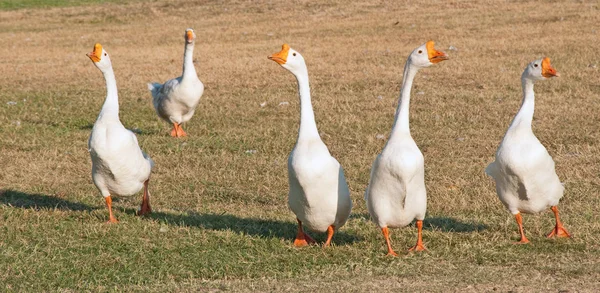 Group of White Chinese Geese — Stock Photo, Image