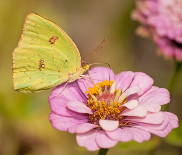 Giallo brillante Zolfo senza nuvole, Phoebis sennae farfalla — Foto Stock