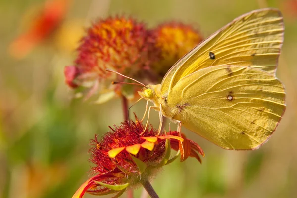 Hintli bir battaniye çiçek bulutlu kükürt kelebeği — Stok fotoğraf