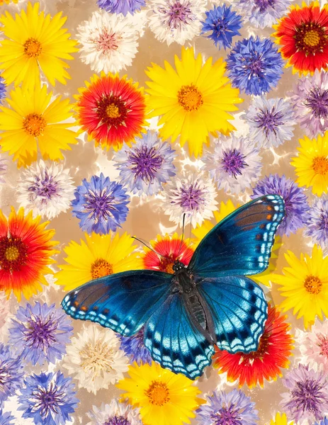 Flores coloridas flutuando na água, com uma borboleta azul — Fotografia de Stock
