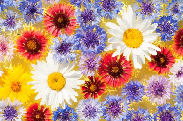Flores brillantes y coloridas de primavera flotando en el agua —  Fotos de Stock