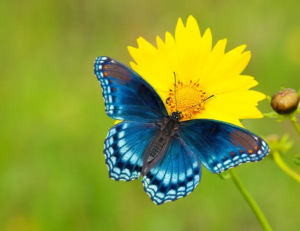 Red-spotted Purple Admiral butterfly on a yellow Coreopsis flower — Stock Photo, Image