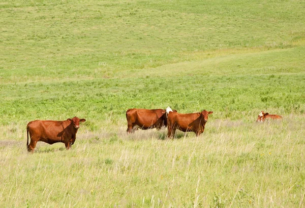 Červené krávy svěží letní pastvině — Stock fotografie