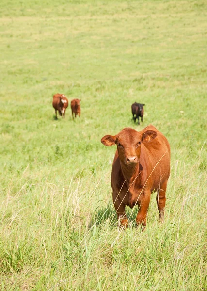 Curious young steer in prairie pasture — Stock Photo, Image