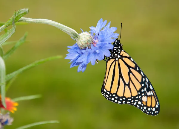 Hermosa Danaus plexippus, mariposa monarca — Foto de Stock