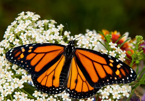 Danaosz plexippus, Monarch butterfly, egy fehér cickafark virág — Stock Fotó