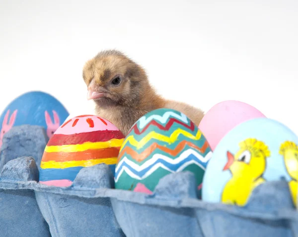 Verbazen in een ei carton - een baby kuiken in het midden van Pasen eieren — Stockfoto