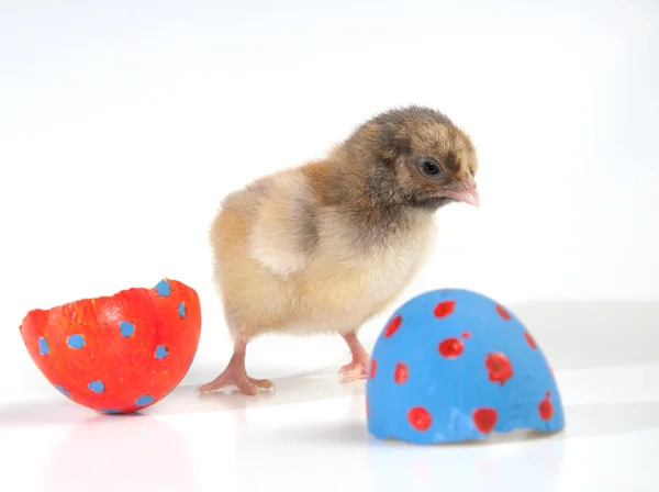Iki yumurta kabuğu yarısı ile renkli Paskalya piliç — Stok fotoğraf