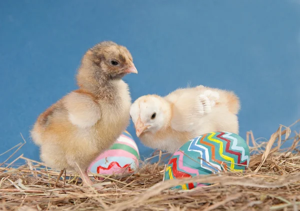 Dwa pisklęta Wielkanoc w siano z kolorowymi jajkami — Zdjęcie stockowe