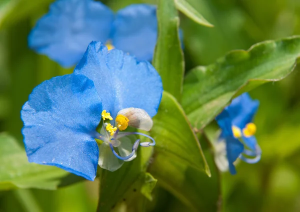 Bebek mavisi Gün Çiçeği, Commelina, bir bahçede — Stok fotoğraf