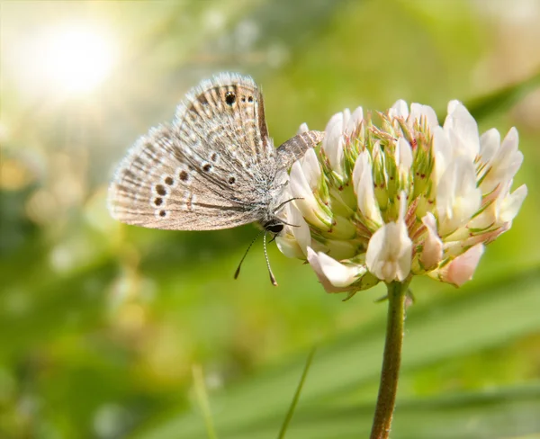 Tiny Reakirt 's Blue butterfly on white clover — стоковое фото