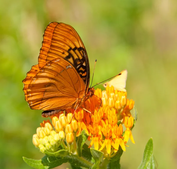 Speyeria diana, diana vlinder aan asclepias tuberosa bloem — Stockfoto