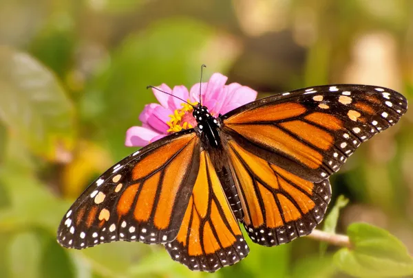 Grzbietowej widok kobiet motyla monarch — Zdjęcie stockowe