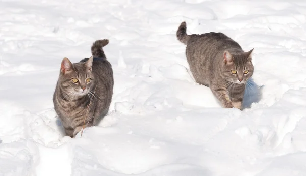 Dois gatos azul tabby na neve em um dia frio de inverno — Fotografia de Stock