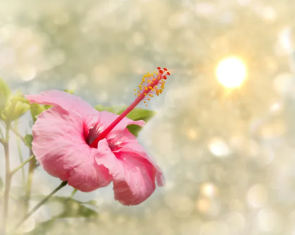 Dreamlike image of a pink Rose of China — Stock Photo, Image
