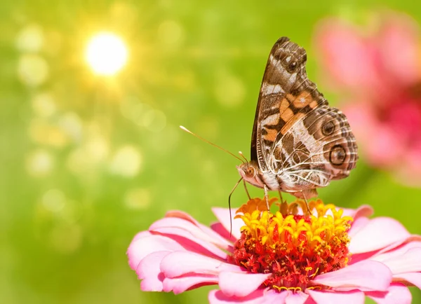 Drömmande bild av en amerikansk painted lady butterfly — Stockfoto