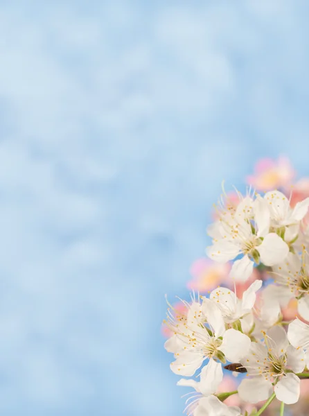 Dreamy spring flower background — Stock Photo, Image