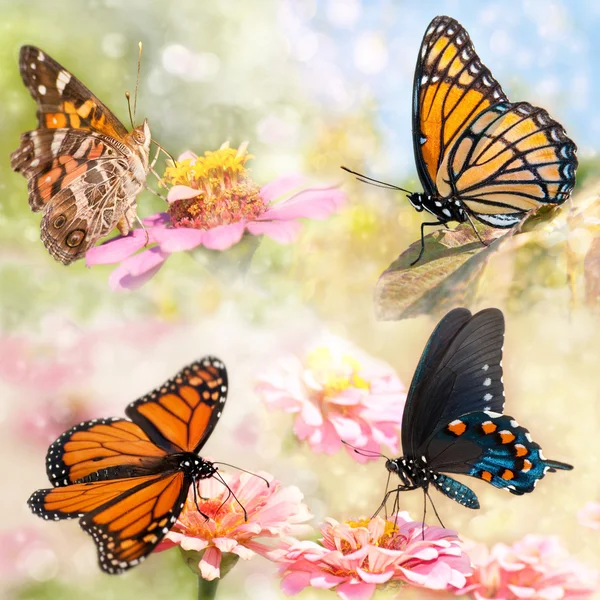 Ονειρικό κολάζ από τέσσερις όμορφες πεταλούδες — Φωτογραφία Αρχείου