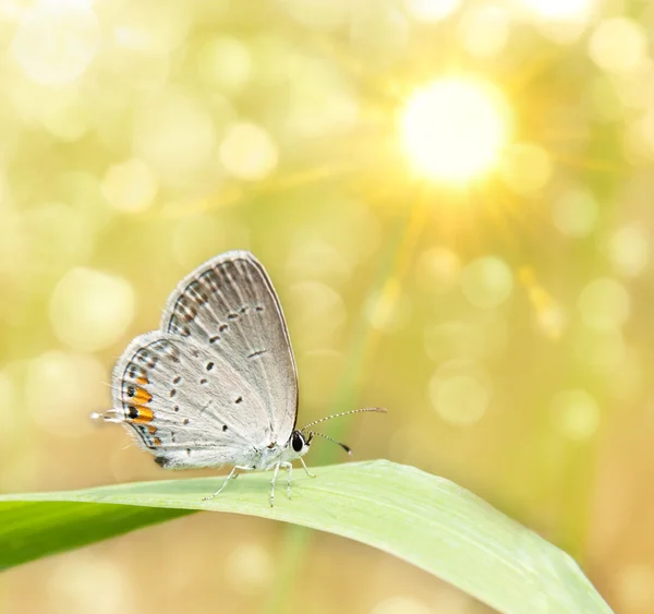 Rüya gibi görüntü işletim sistemi bir gri hairstreak kelebek — Stok fotoğraf