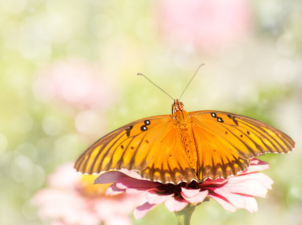 Dreamy image of a Gulf Fritillary butterfly