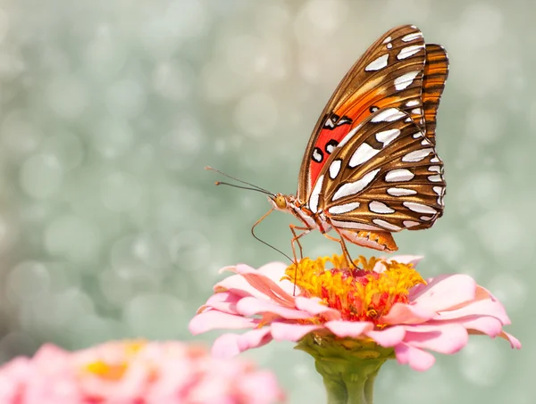 Immagine sognante di una farfalla fritillare del Golfo — Foto Stock