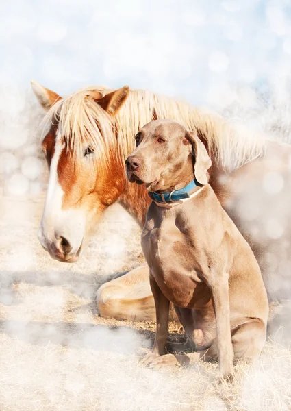 Výmarský ohař pes sedí u jeho klidového kamarádka — Stock fotografie