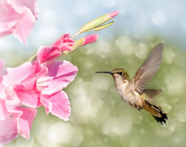 Dreamy image of a Ruby-throated Hummingbird hovering — Stock Photo, Image