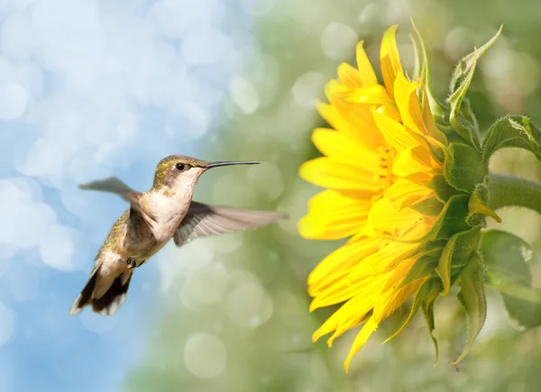 梦幻般形象的蜂鸟旁边一株向日葵 — 图库照片