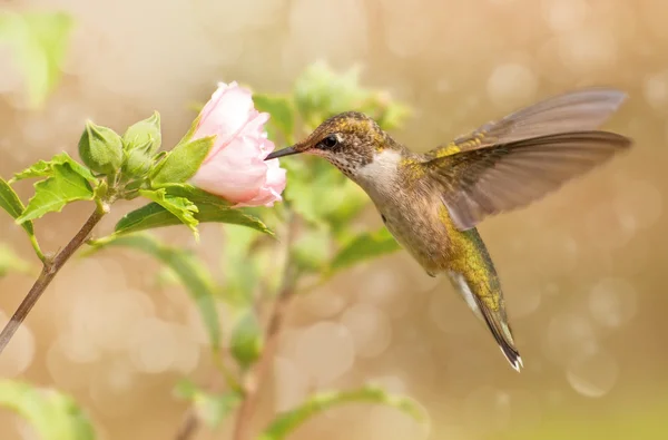 Egy fiatal férfi kolibri lebeg álomszerű képe — Stock Fotó