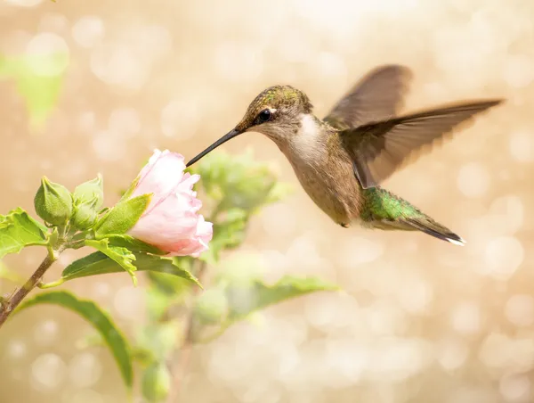 Dromerige beeld van een jonge mannelijke kolibrie — Stockfoto