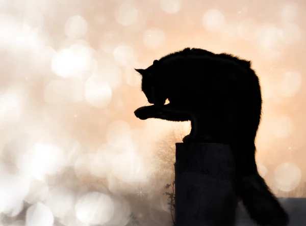 Verträumtes Bild einer schwarzen langhaarigen Katze in Silhouette — Stockfoto
