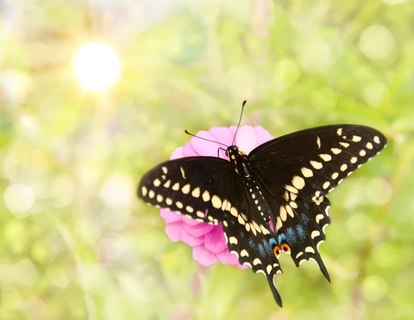 Мечтательный образ бабочки Восточного Черного Ласточкиного хвоста — стоковое фото