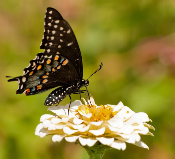 Papilio polyxenes asterius, mariposa cola de golondrina negra oriental — Foto de Stock
