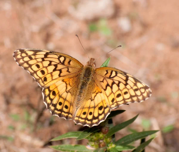Bonte parelmoervlinder, euptoieta claudia vlinder — Stockfoto