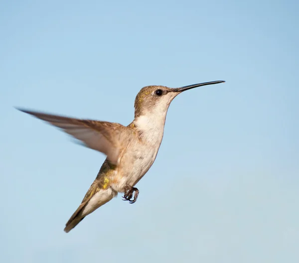 Kolibřík ženské rubínohrdlý v letu — Stock fotografie