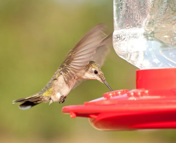 Hummingbird fêmea de garganta rubi pairando e bebendo néctar — Fotografia de Stock